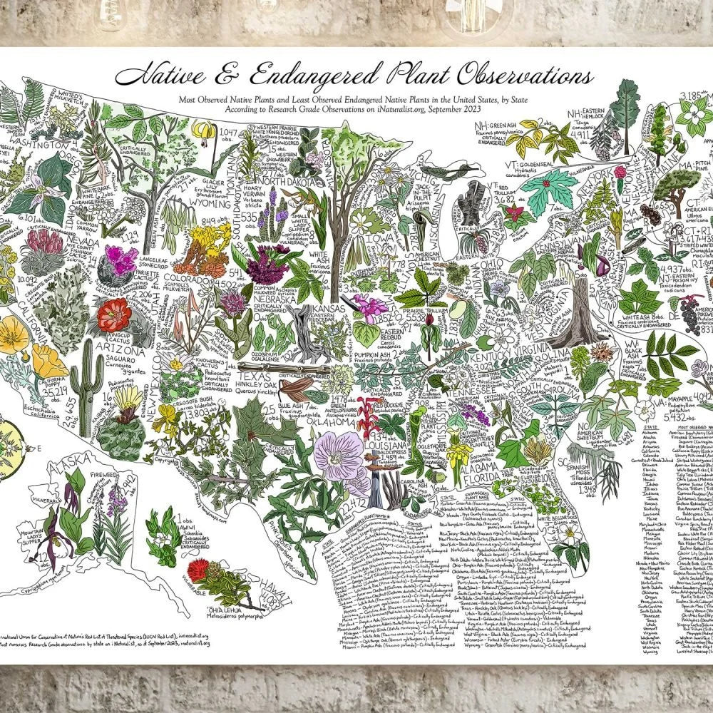 Native and Endangered Plant Observations by Jen Urso